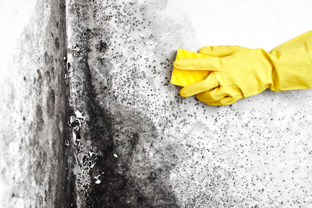 Best Emergency Mold Remediation  in Dos Palos, CA