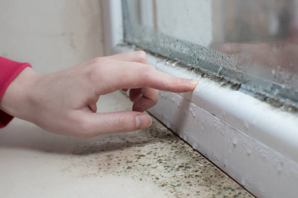 Reliable Dos Palos, CA Mold Removal Solutions